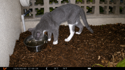 Found/Stray Unknown Cat last seen Bahama Drive Indian Harbour Beach near the cul-de-sac, Satellite Beach, FL 32937
