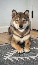 Reunited Male Dog last seen Second Avenue and I St in Chula Vista, Chula Vista, CA 91910