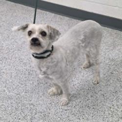 Shelter Stray Female Dog last seen , 5801 Graye Ln, Caldwell, ID 83607, USA