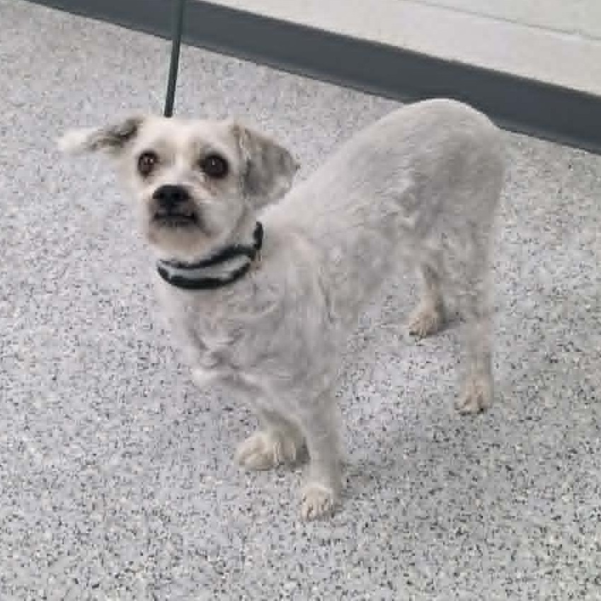 Shelter Stray Female Dog last seen , 5801 Graye Ln, Caldwell, ID 83607, USA