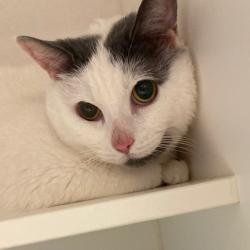 Shelter Stray Male Cat last seen , Animal Care & Control Team of Philly, 111 W Hunting Park Ave, Philadelphia, PA 19140, USA