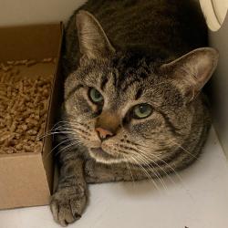 Shelter Stray Male Cat last seen , Animal Care & Control Team of Philly, 111 W Hunting Park Ave, Philadelphia, PA 19140, USA