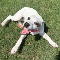 Shelter Stray Female Dog last seen , 2951 S 1st St, Cabot, AR 72023, USA