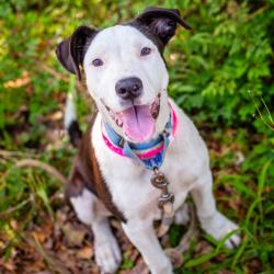Shelter Stray Female Dog last seen , 1901 N 31st Ave, Hattiesburg, MS 39401, USA