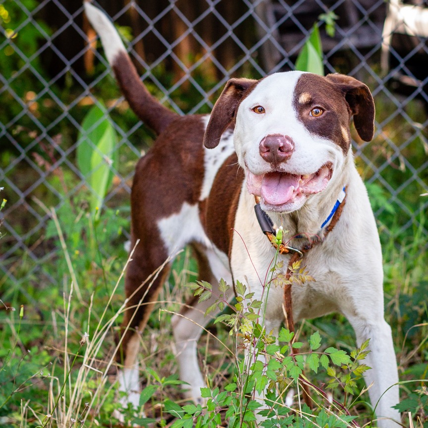 Shelter Stray Male Dog last seen , 1901 N 31st Ave, Hattiesburg, MS 39401, USA