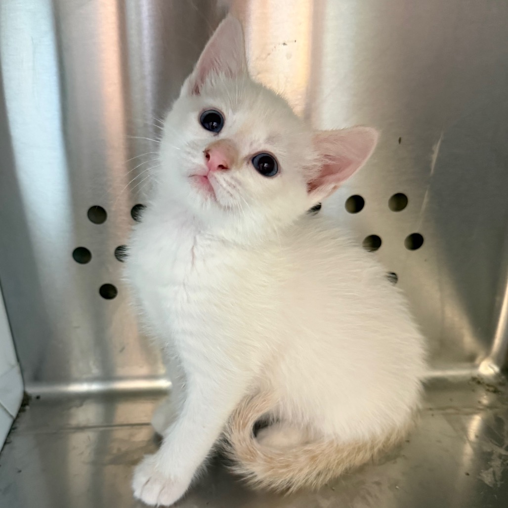 Shelter Stray Male Cat last seen , 3428 S Jenkins Ave, Norman, OK 73072, USA