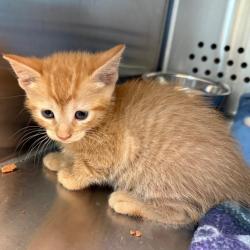 Shelter Stray Female Cat last seen , 3428 S Jenkins Ave, Norman, OK 73072, USA