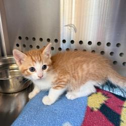 Shelter Stray Female Cat last seen , 3428 S Jenkins Ave, Norman, OK 73072, USA