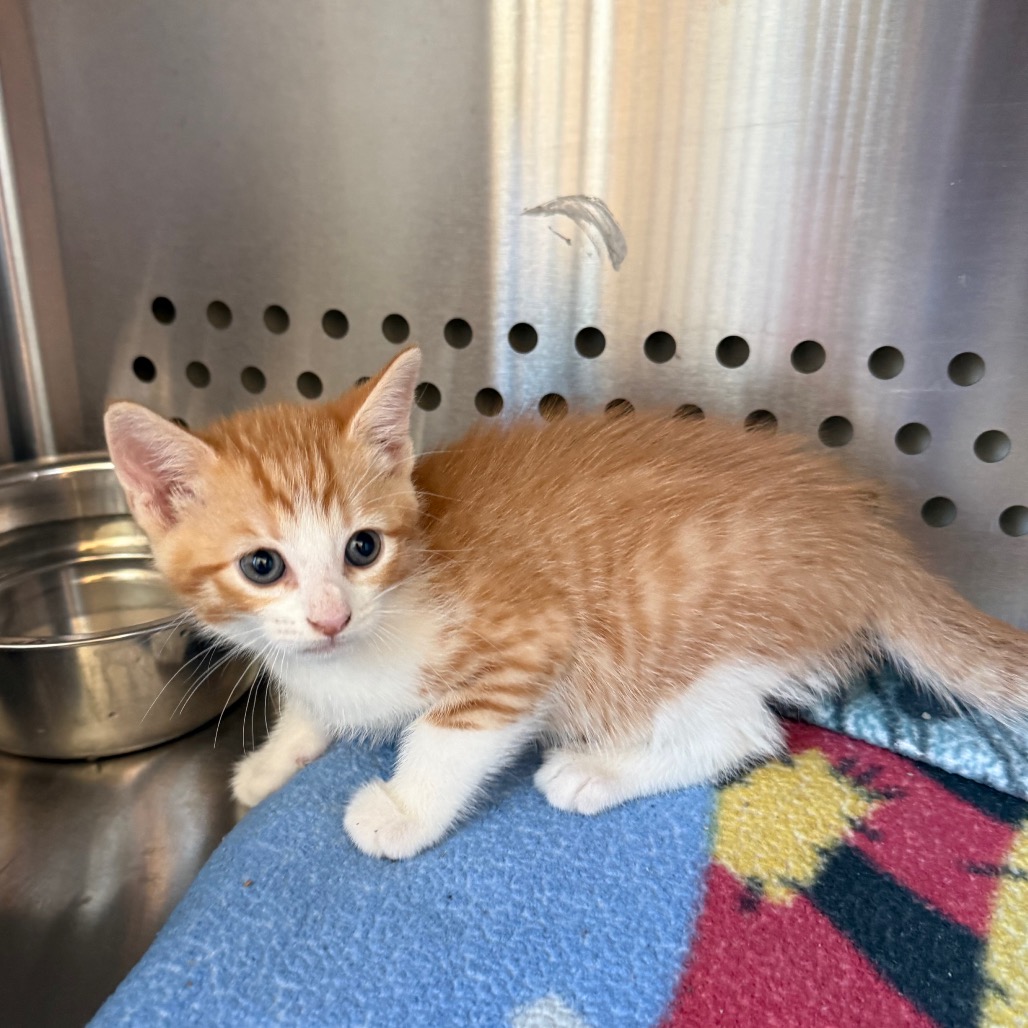 Shelter Stray Female Cat last seen , 3428 S Jenkins Ave, Norman, OK 73072, USA