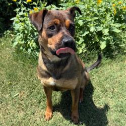 Shelter Stray Female Dog last seen , 3428 S Jenkins Ave, Norman, OK 73072, USA