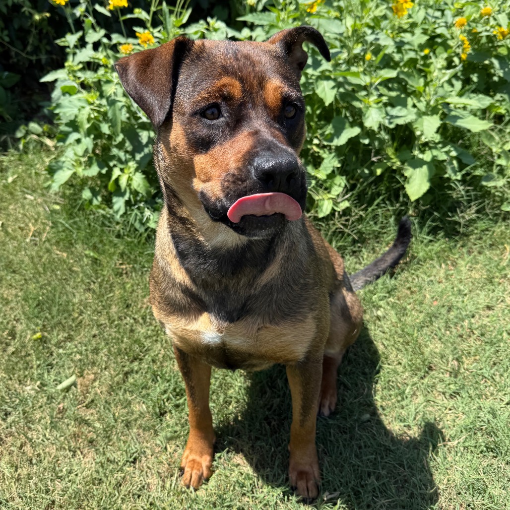 Shelter Stray Female Dog last seen , 3428 S Jenkins Ave, Norman, OK 73072, USA