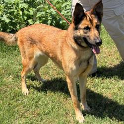 Shelter Stray Female Dog last seen , 3428 S Jenkins Ave, Norman, OK 73072, USA