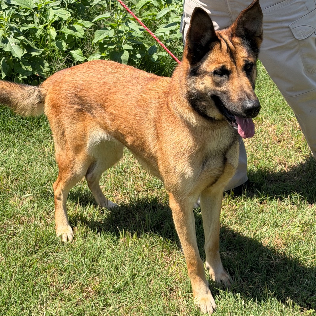 Shelter Stray Female Dog last seen , 3428 S Jenkins Ave, Norman, OK 73072, USA