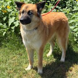 Shelter Stray Female Dog last seen , 3428 S Jenkins Ave, Norman, OK 73072, USA