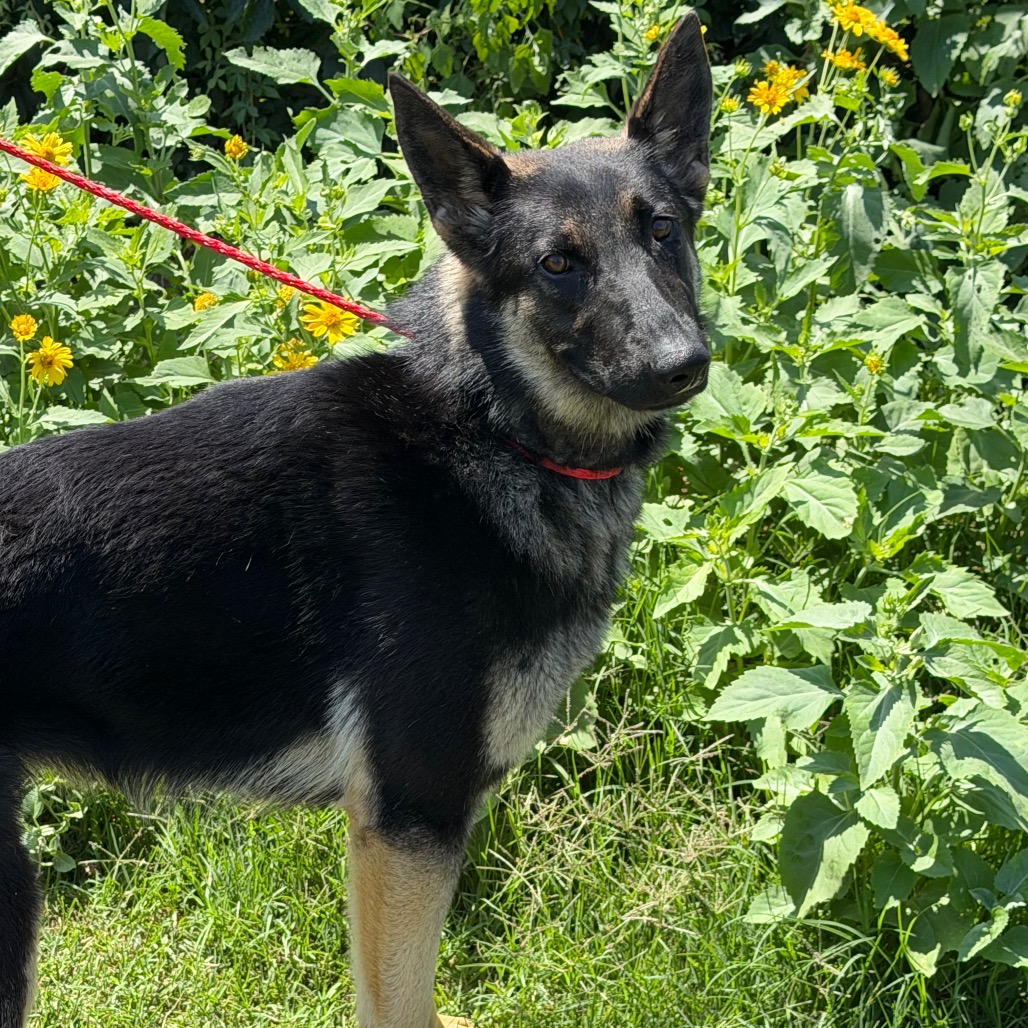 Shelter Stray Unknown Dog last seen , 3428 S Jenkins Ave, Norman, OK 73072, USA