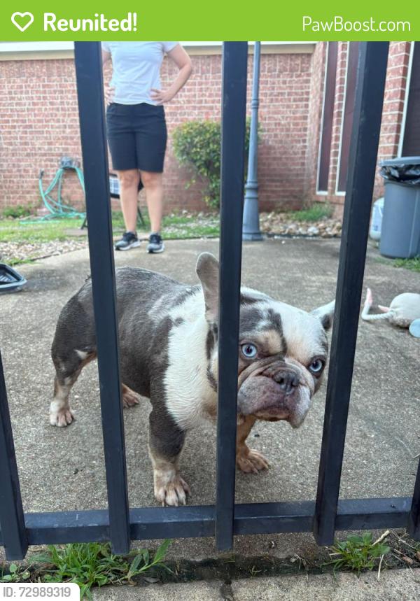 Reunited Male Dog last seen Leanett way and northfork , Pearland, TX 77584