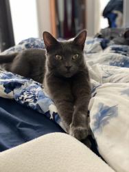 Lost Female Cat last seen Tunnel View Terrace, Warren Avenue, Heather Lane , Vernon, CT 06066