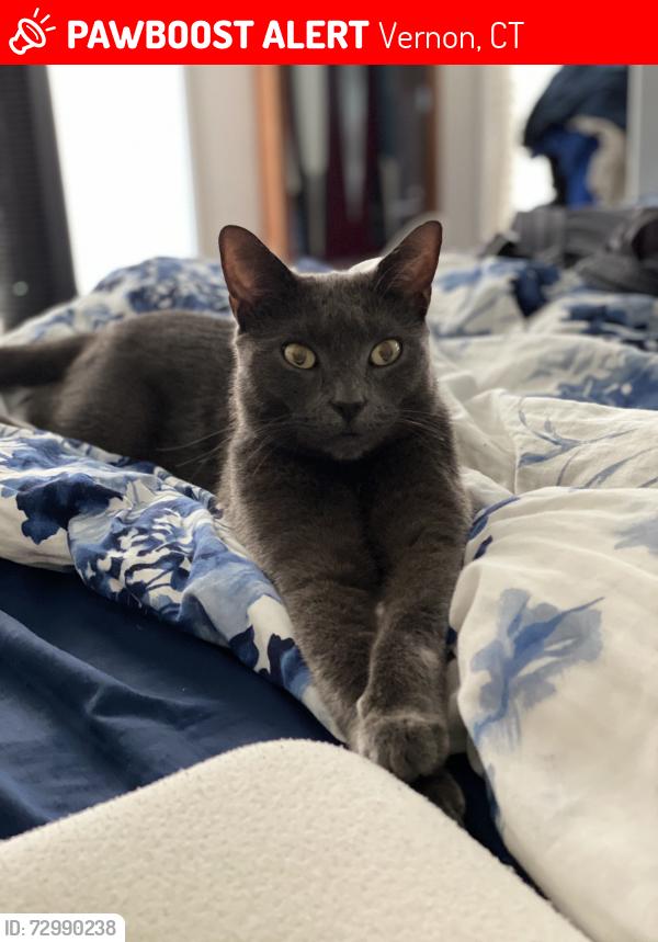 Lost Female Cat last seen Tunnel View Terrace, Warren Avenue, Heather Lane , Vernon, CT 06066