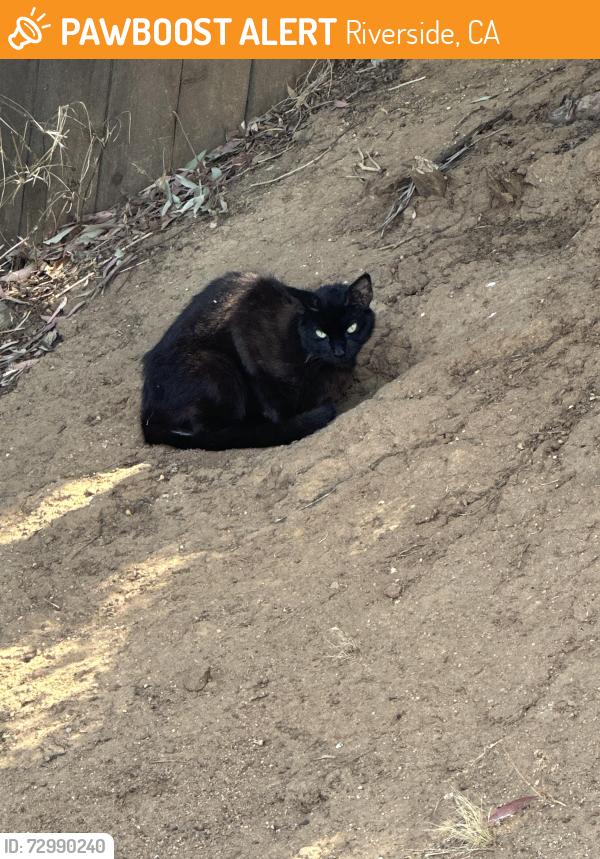 Found/Stray Unknown Cat last seen Halbrook , Riverside, CA 92509