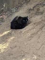 Found/Stray Unknown Cat last seen Halbrook , Riverside, CA 92509