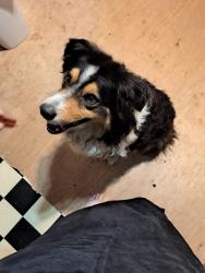 Found/Stray Male Dog last seen 7th St, Edgerton, KS 66021