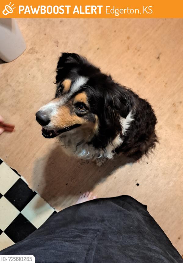 Found/Stray Male Dog last seen 7th St, Edgerton, KS 66021