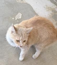 Found/Stray Male Cat last seen Lark rochester, Rancho Cucamonga, CA 91701
