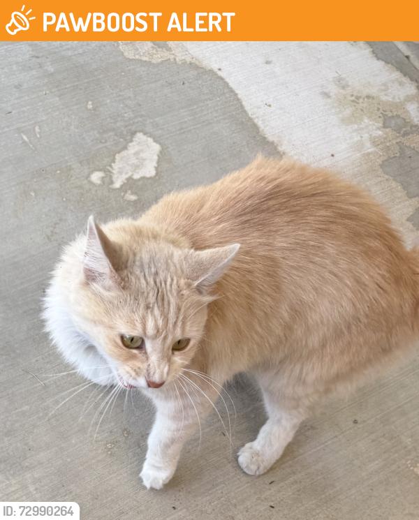 Found/Stray Male Cat last seen Lark rochester, Rancho Cucamonga, CA 91701