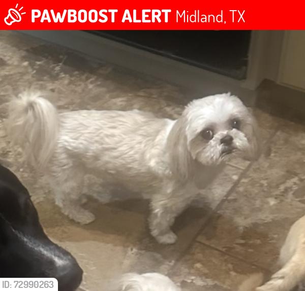 Lost Female Dog last seen Fargo, Parkhurst , Midland, TX 79707