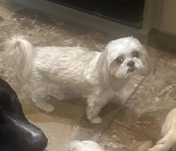 Lost Female Dog last seen Fargo, Parkhurst , Midland, TX 79707