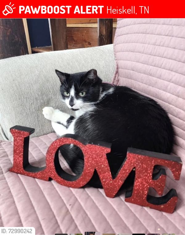 Lost Female Cat last seen HInds creek/old andersonville pike/norris freeway, Heiskell, TN 37754
