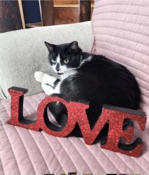 Lost Female Cat last seen HInds creek/old andersonville pike/norris freeway, Heiskell, TN 37754
