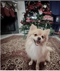 Lost Male Dog last seen Chart Dr and azimuth, Crosby, TX 77532