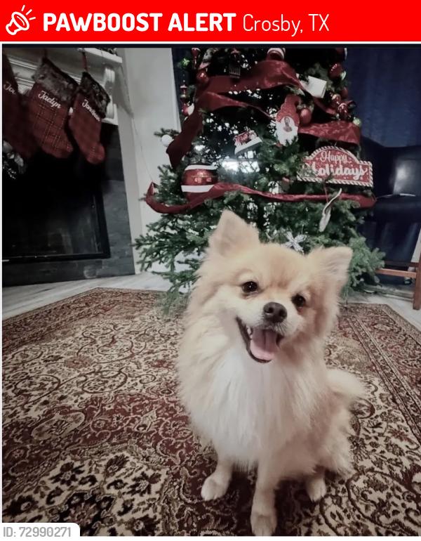 Lost Male Dog last seen Chart Dr and azimuth, Crosby, TX 77532