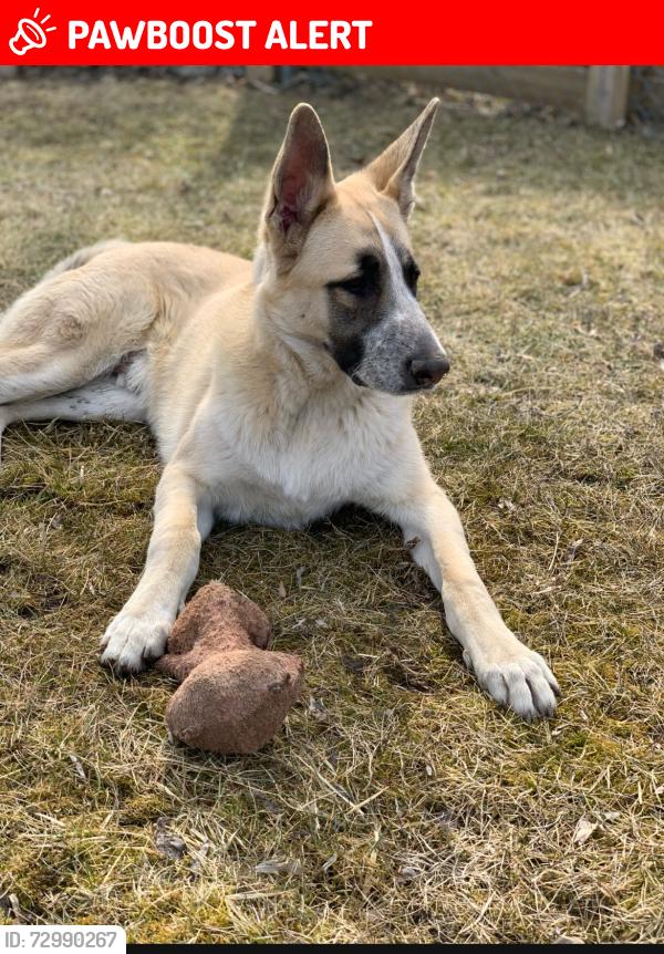 Lost Male Dog last seen Mack ave near Ghesquire Park, Grosse Pointe Woods, MI 48236