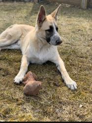 Lost Male Dog last seen Mack ave near Ghesquire Park, Grosse Pointe Woods, MI 48236