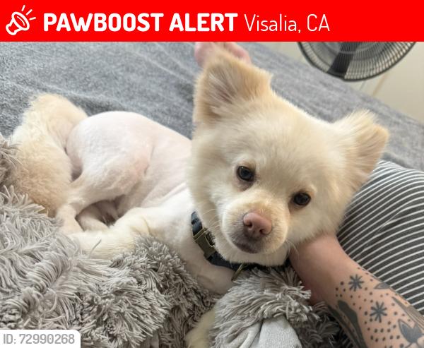 Lost Male Dog last seen Mooney and riggin, Visalia, CA 93291