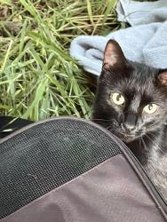 Reunited Male Cat last seen Shaw Nature Reserve, Gray Summit, MO 63039