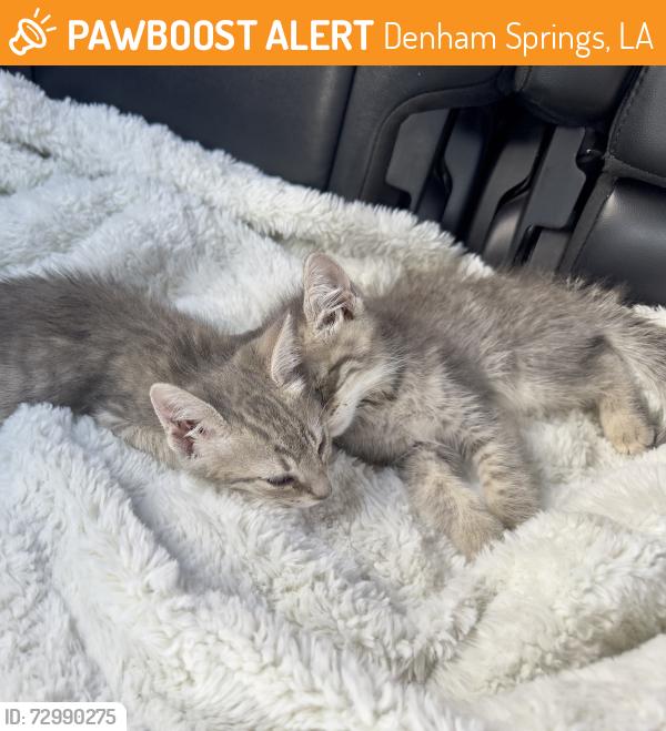 Found/Stray Female Cat last seen Grand Turk dr, Denham Springs, LA 70726