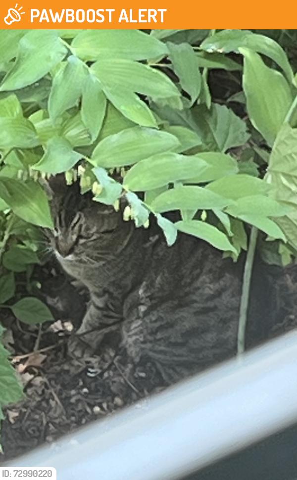 Found/Stray Unknown Cat last seen Kaposia Elementary School Basketball Hoops, South Saint Paul, MN 55075