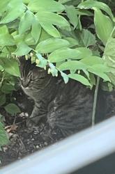 Found/Stray Unknown Cat last seen Kaposia Elementary School Basketball Hoops, South Saint Paul, MN 55075