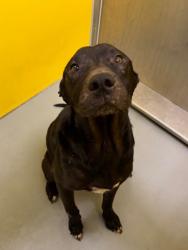 Shelter Stray Male Dog last seen Midwest City, 8485 E Reno Ave, Midwest City, OK 73110, USA