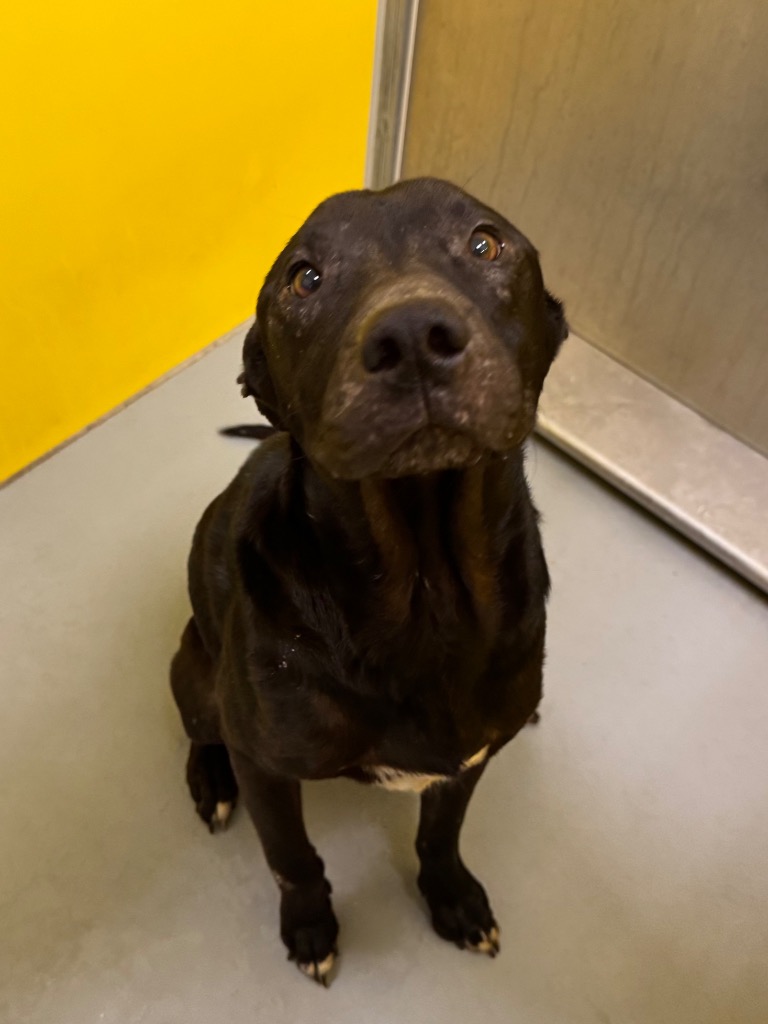 Shelter Stray Male Dog last seen Midwest City, 8485 E Reno Ave, Midwest City, OK 73110, USA
