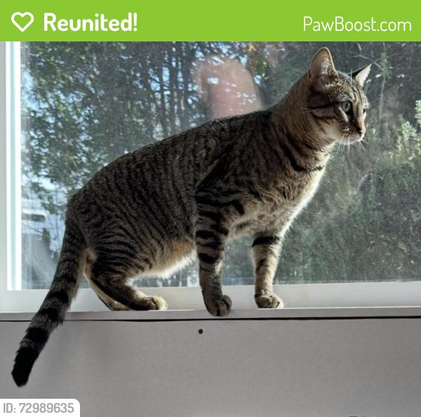 Reunited Male Cat last seen 9th and 1st St (by the old brick school hse, Acton, CA 93510