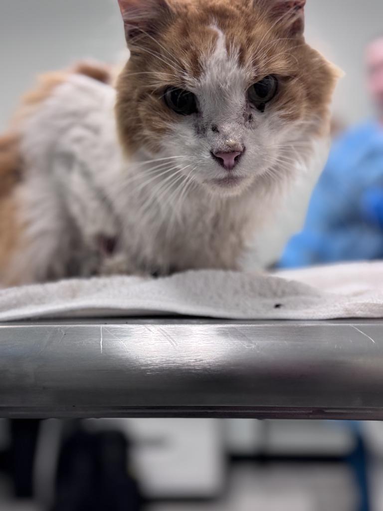 Shelter Stray Male Cat last seen , 593 Fairview Ave N, St Paul, MN 55104, USA