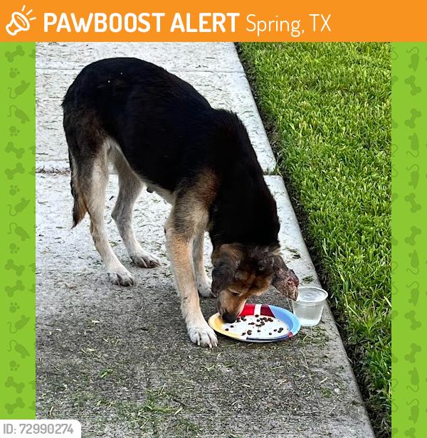 Found/Stray Unknown Dog last seen Highland Glen Subdivision, Spring, TX 77373