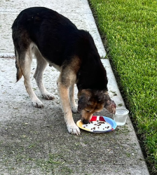 Found/Stray Unknown Dog last seen Highland Glen Subdivision, Spring, TX 77373