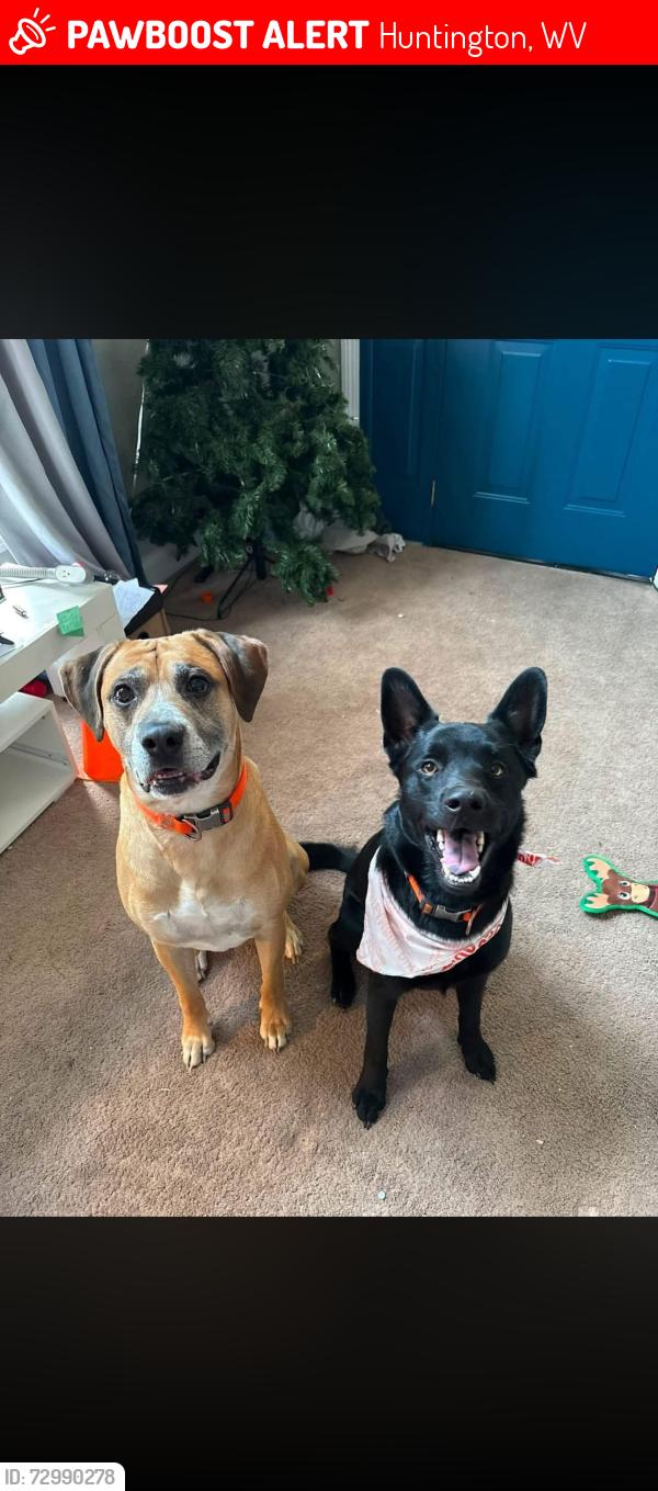 Lost Male Dog last seen Don’t have the location, but somewhere in guyandotte, Huntington, WV 25702