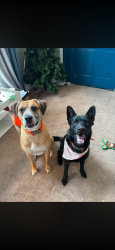 Lost Male Dog last seen Don’t have the location, but somewhere in guyandotte, Huntington, WV 25702