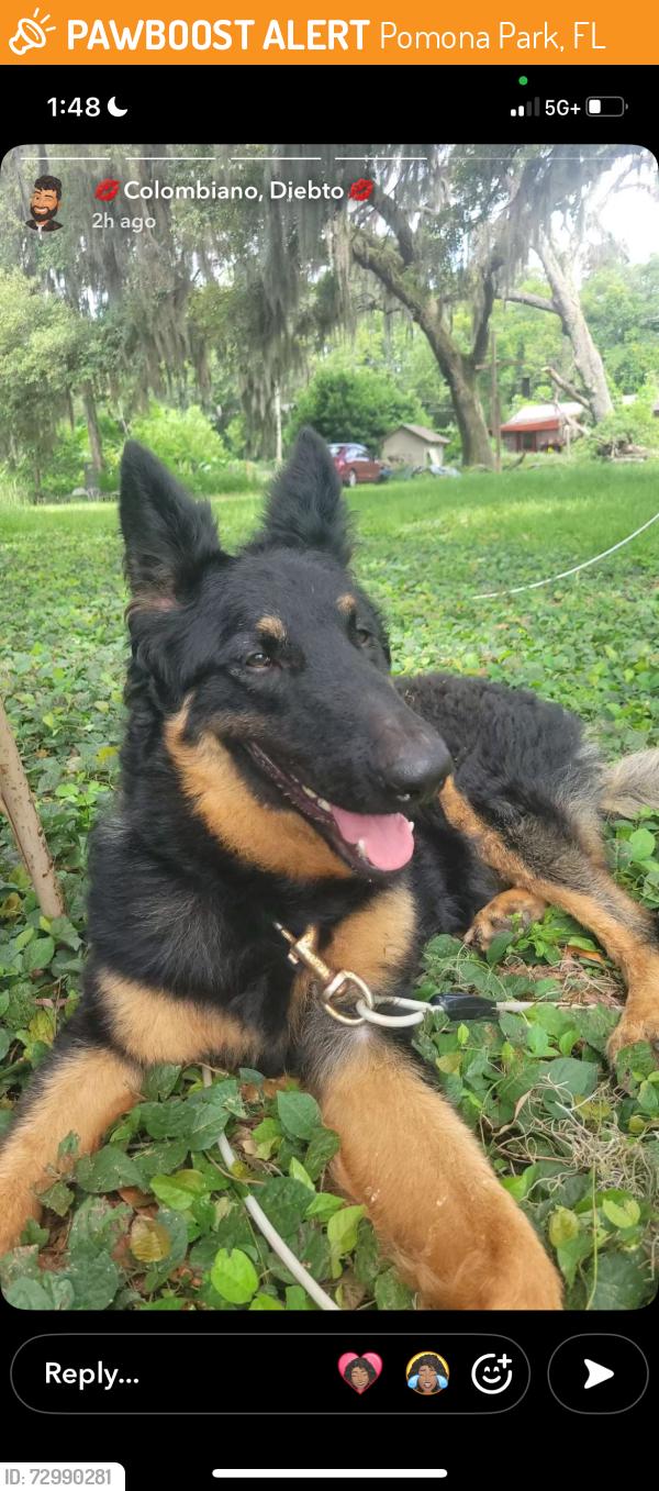 Found/Stray Female Dog last seen Pomono Park, Florida, Pomona Park, FL 32181